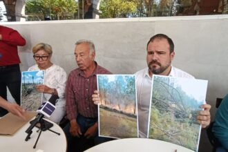 Proponen aumentar penas por tala ilegal para frenar deforestación
