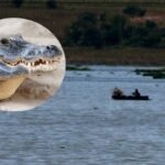 Suspenden actividades en lago de Valsequillo por cocodrilo