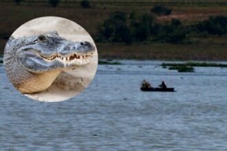 Suspenden actividades en lago de Valsequillo por cocodrilo