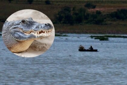 Suspenden actividades en lago de Valsequillo por cocodrilo