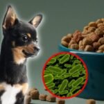 FDA retira croquetas Oma’s Pride por salmonela en EE. UU.