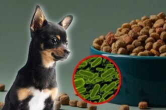 FDA retira croquetas Oma’s Pride por salmonela en EE. UU.