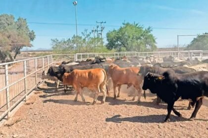 Retraso en exportación de 100 mil reses mexicanas a EE UU