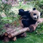 Llegan pandas gigantes a Atlanta como símbolo de cooperación China-EU