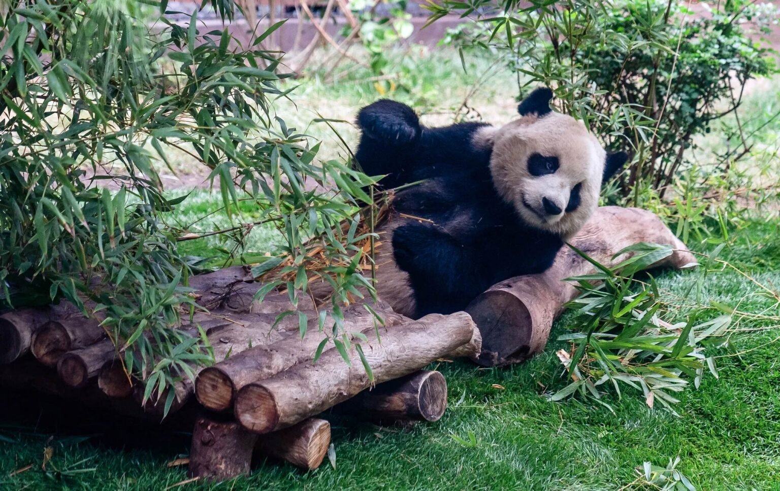 Llegan pandas gigantes a Atlanta como símbolo de cooperación China-EU