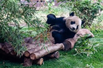 Llegan pandas gigantes a Atlanta como símbolo de cooperación China-EU