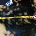 INAH descubre 50 huellas fósiles de dinosaurio en Michoacán
