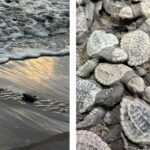 Nacen 98 tortugas marinas en Nayarit tras rescate de huevos