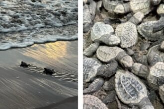 Nacen 98 tortugas marinas en Nayarit tras rescate de huevos