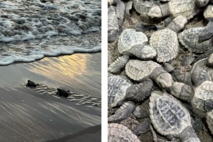 Nacen 98 tortugas marinas en Nayarit tras rescate de huevos