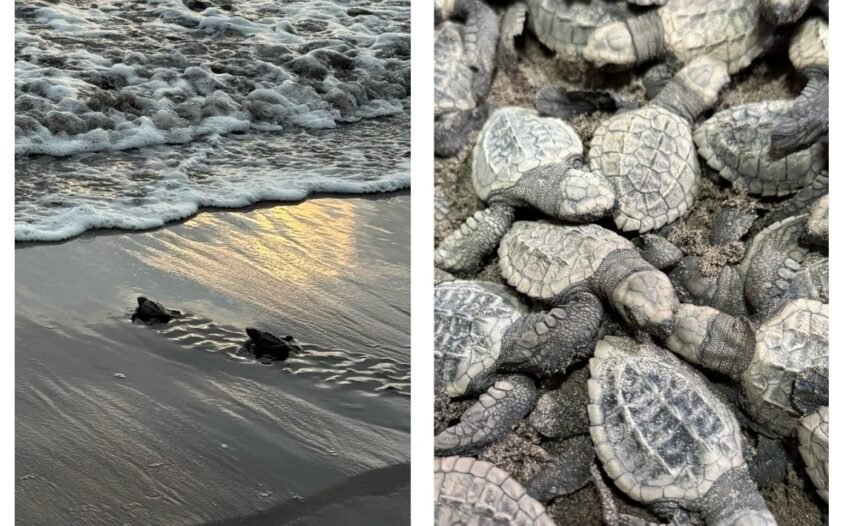 Nacen 98 tortugas marinas en Nayarit tras rescate de huevos