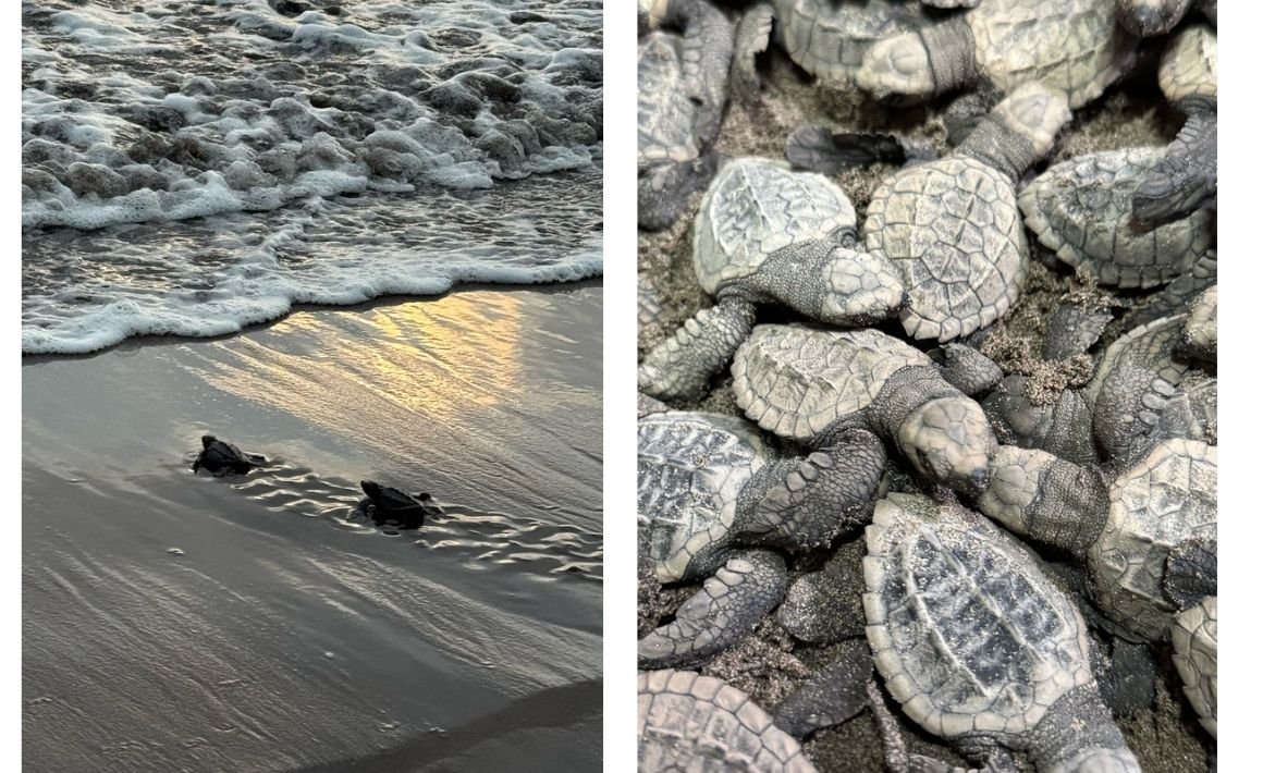 Nacen 98 tortugas marinas en Nayarit tras rescate de huevos